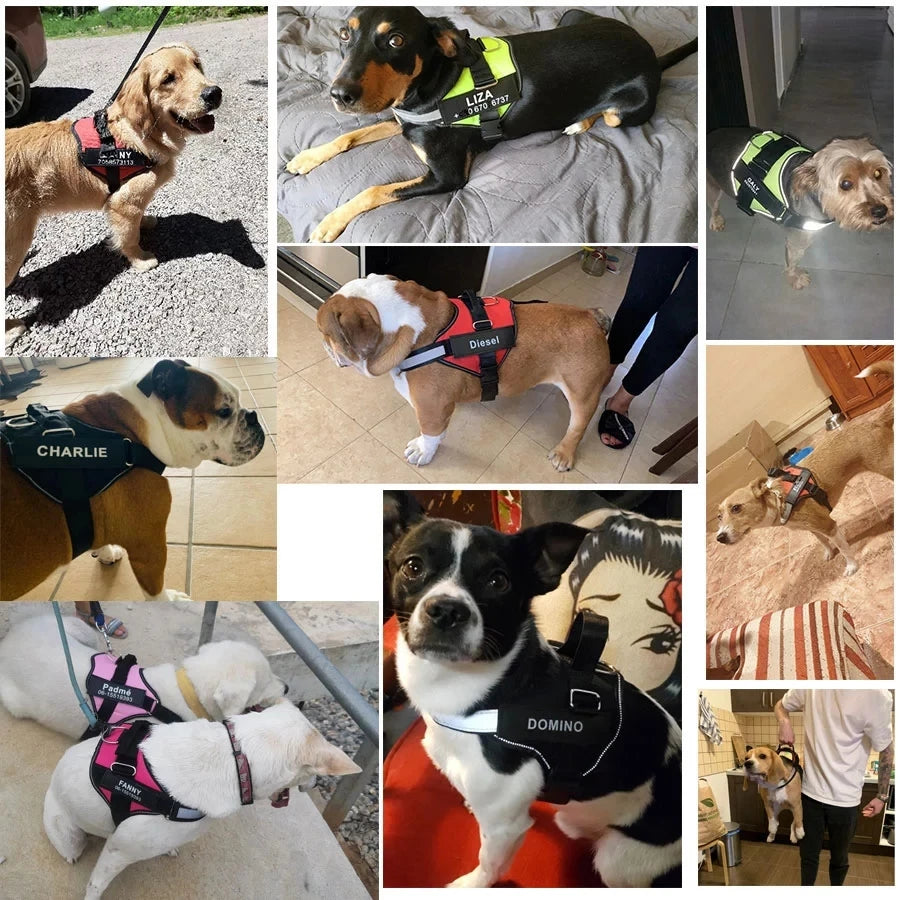 Personalized Dog Harness