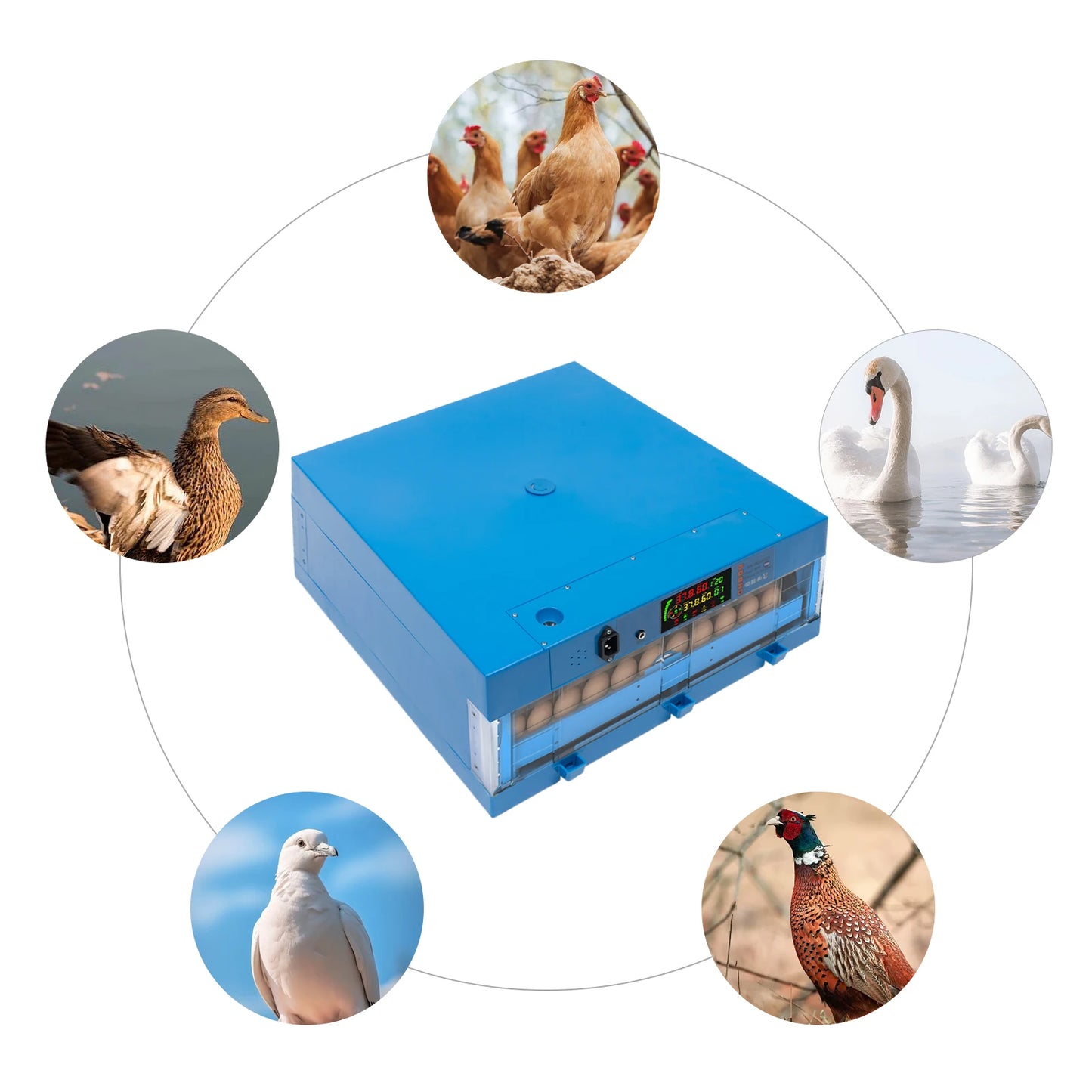80W Thermostatic Egg Incubator