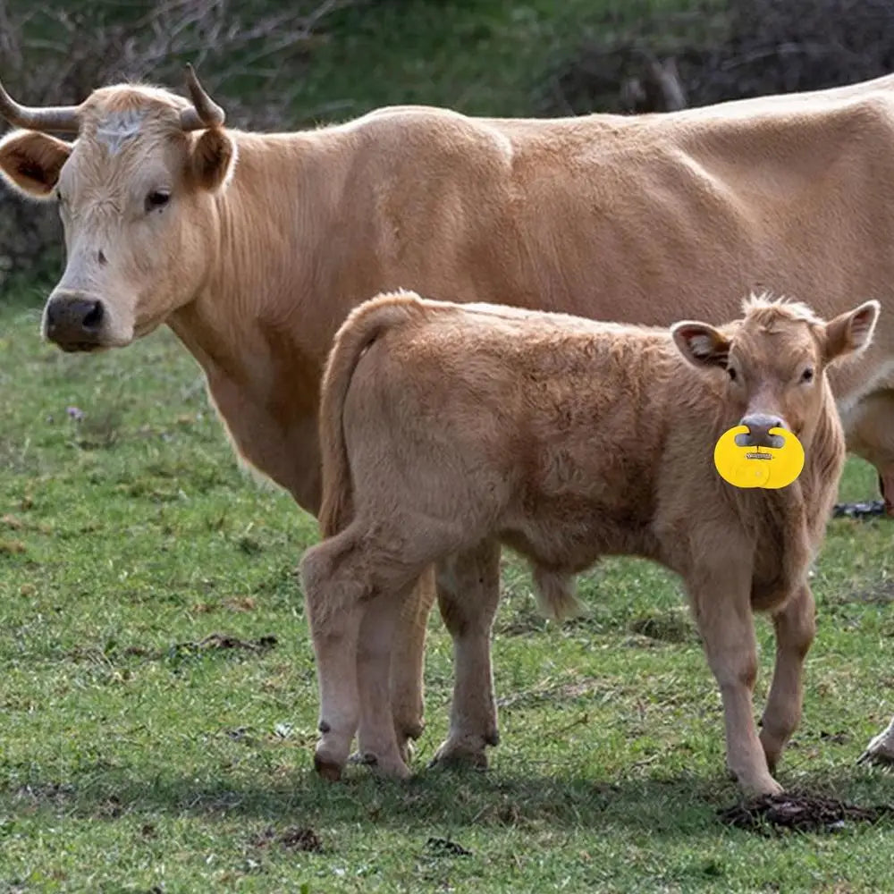 Calf Nose Ring