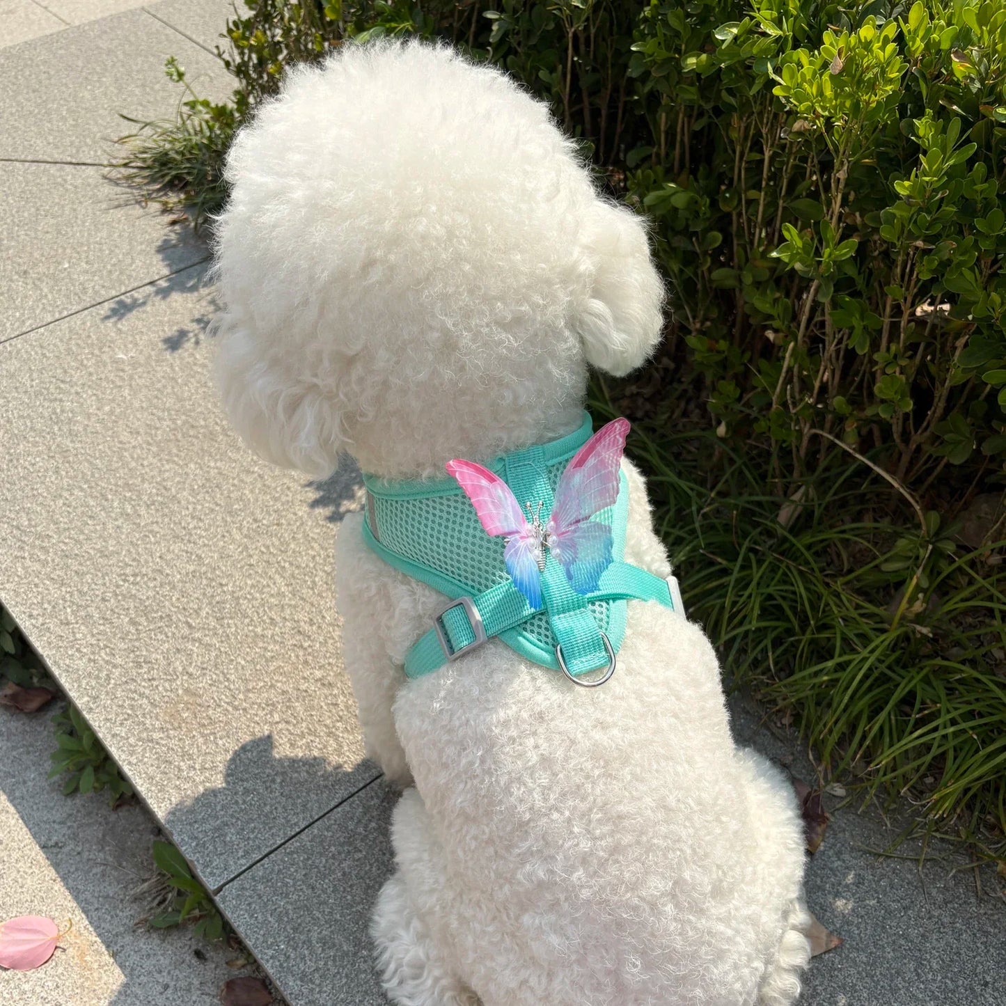 Butterfly Cute Breathable Dog Harness Set