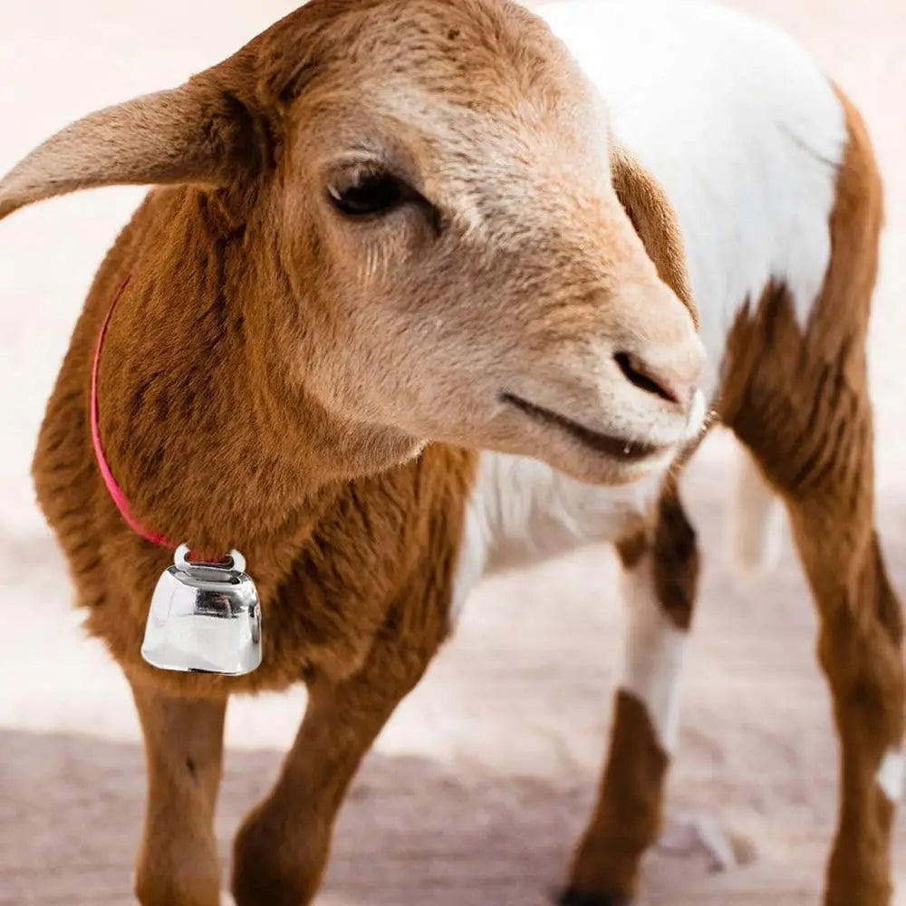 Farm Cow Grazing Bell