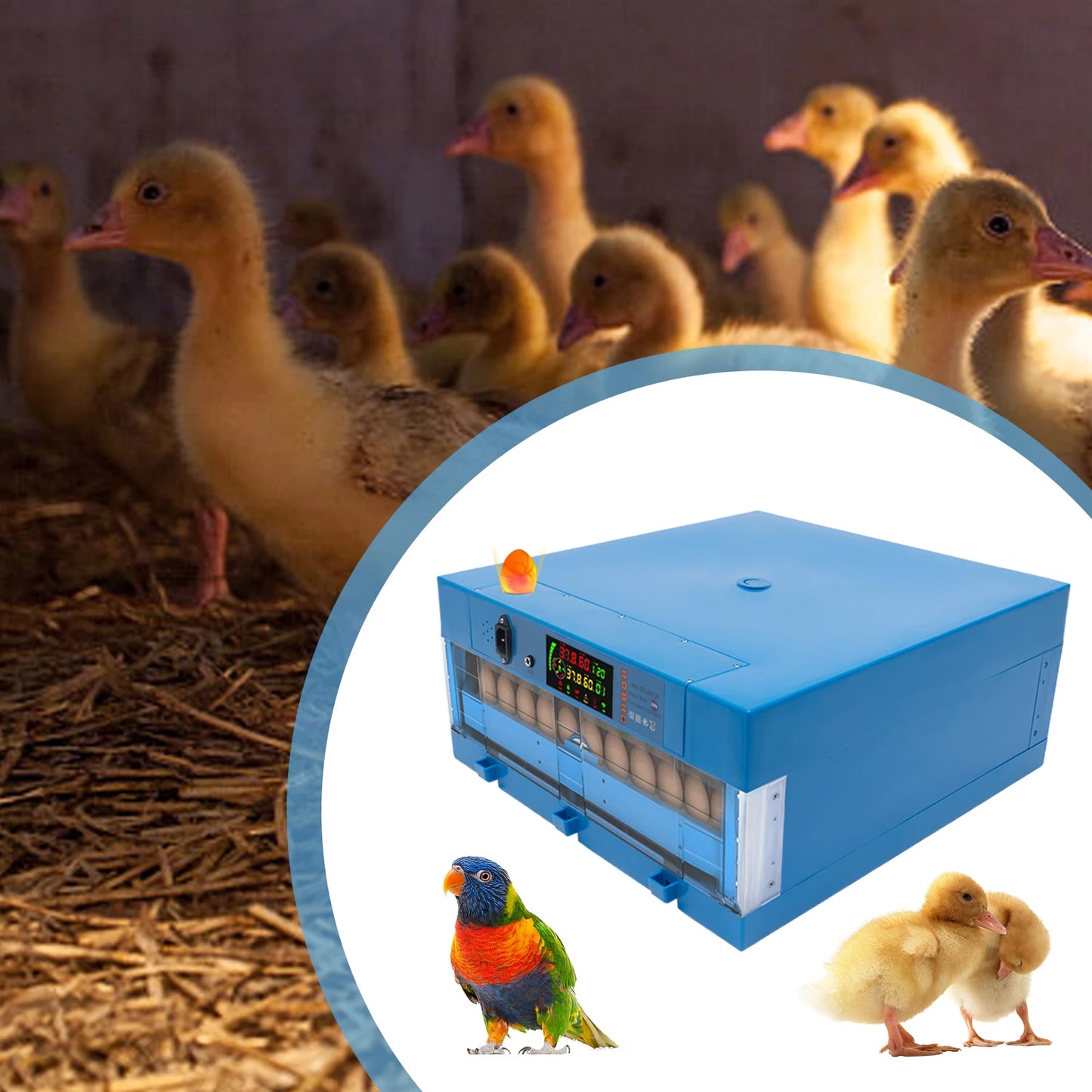 80W Thermostatic Egg Incubator
