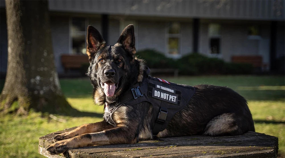 Large Dog Harness and Leash Set