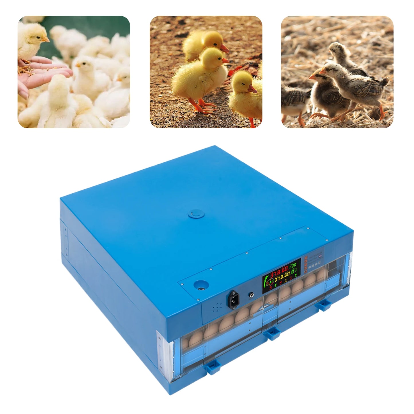 80W Thermostatic Egg Incubator