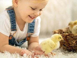 Large Chicken Coop