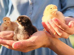 Large Chicken Coop