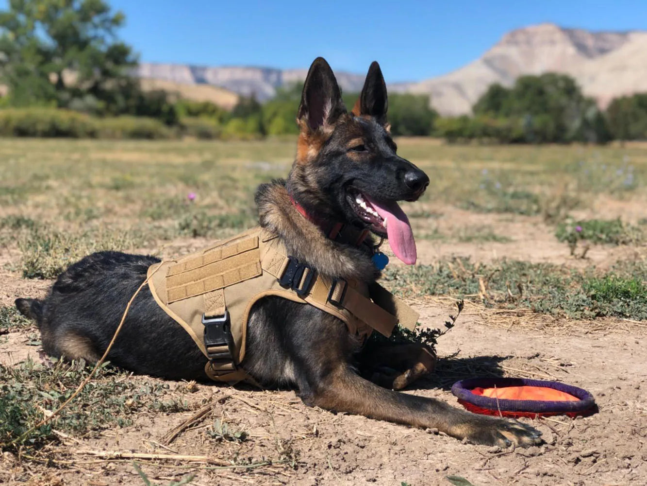 Military Large Dog Harness