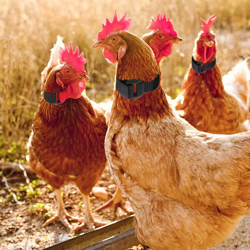 Rooster Noise-Free Anti-Hook Neckband Collar