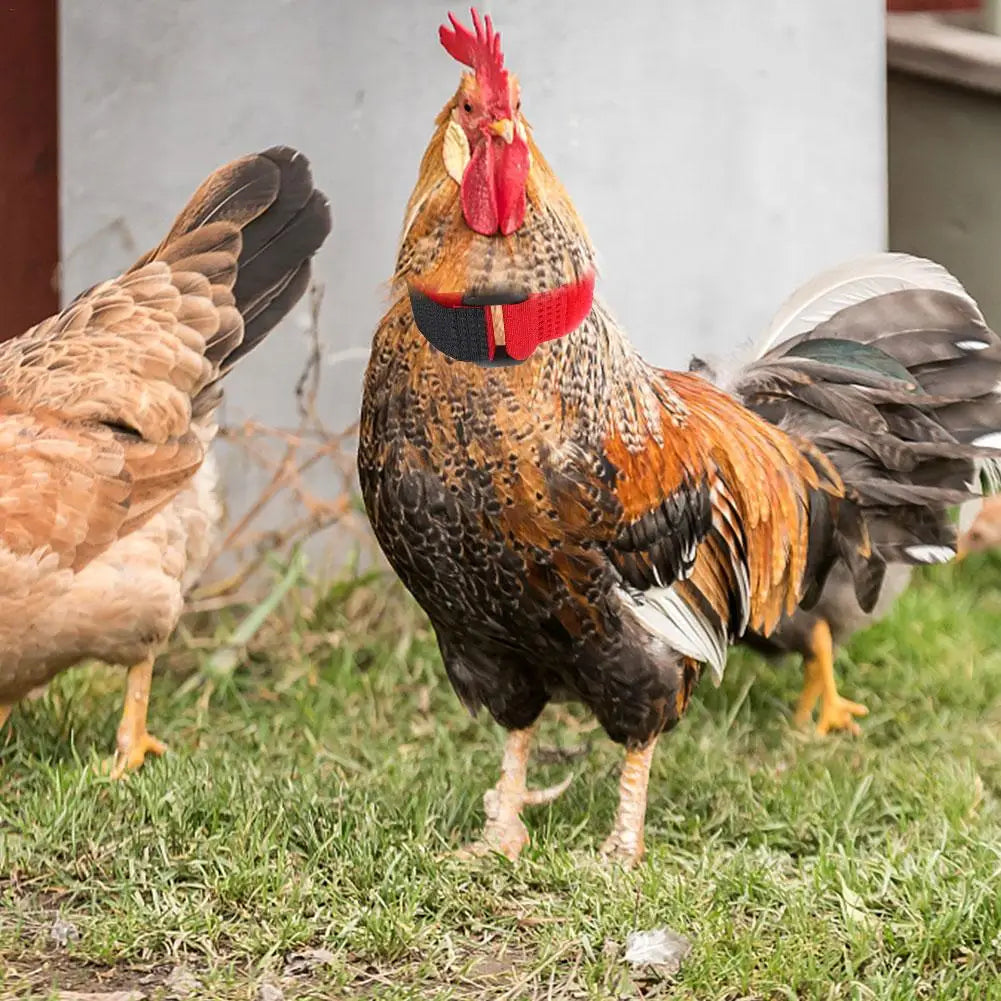 Rooster Noise-Free Anti-Hook Neckband Collar