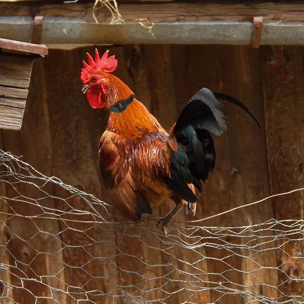 Rooster Noise-Free Anti-Hook Neckband Collar
