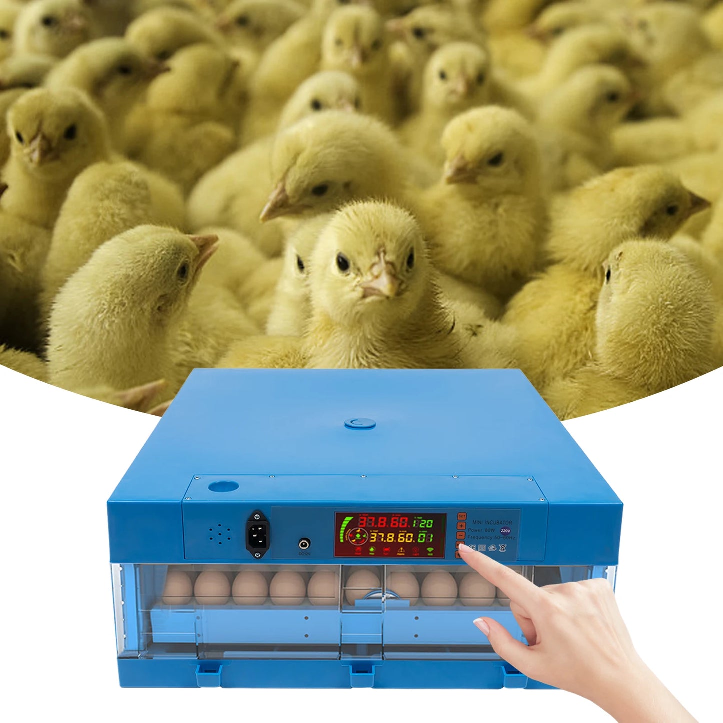 80W Thermostatic Egg Incubator