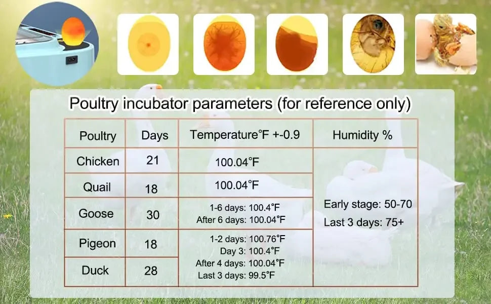 64/6 Chicken Duck Quail Egg Incubator