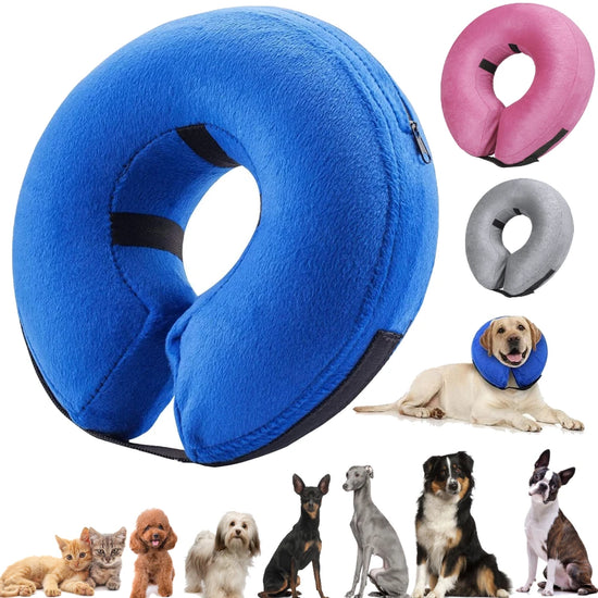Dog Collar After Surgery