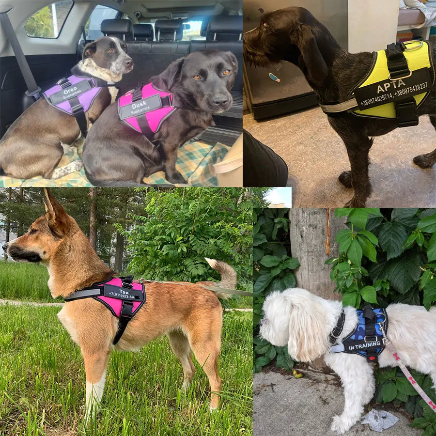 Personalized Dog Harness