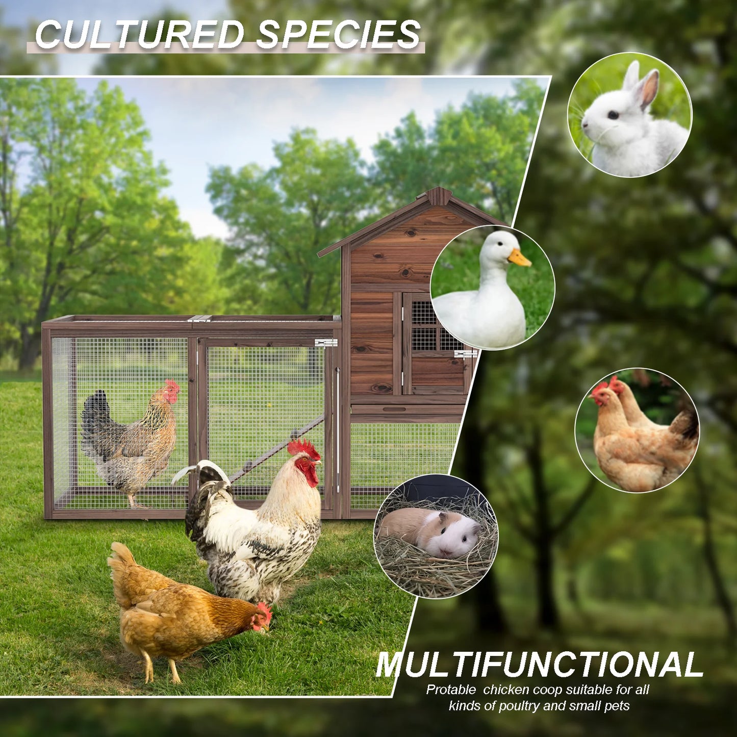 Chicken Coop for 5 Chickens