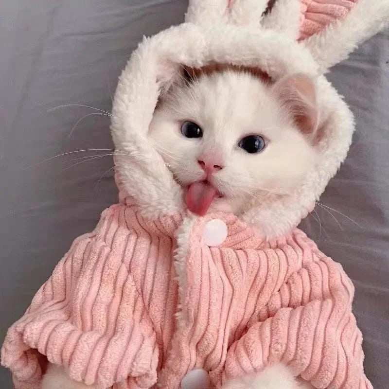 Warm Winter Clothes for Kittens