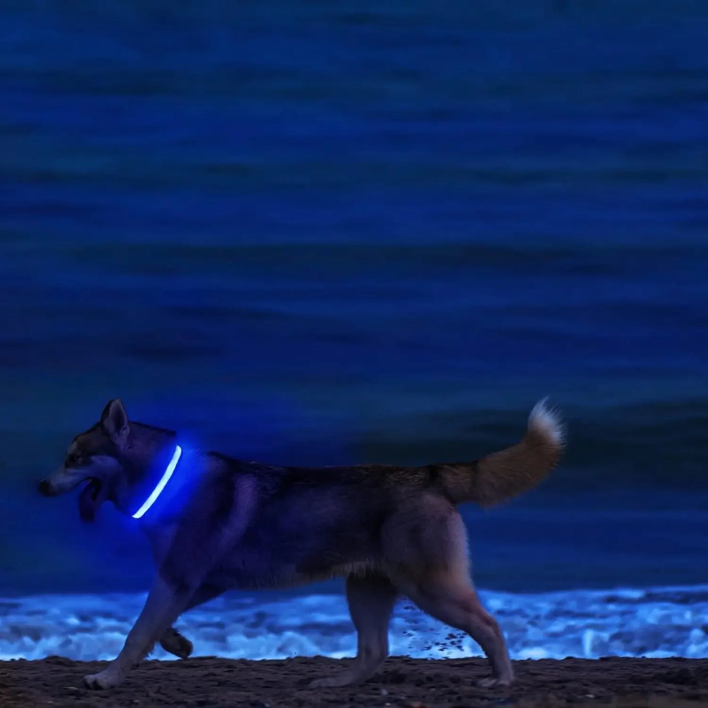 Light Up LED Pet Dog Collar