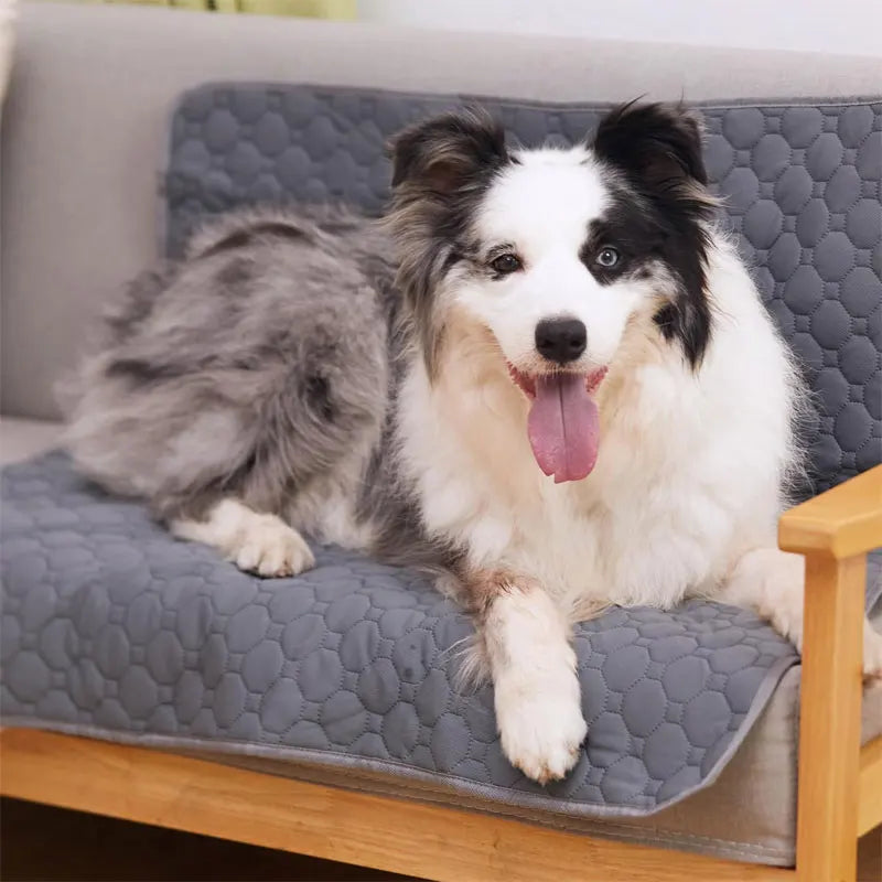 Dog Pee Pad