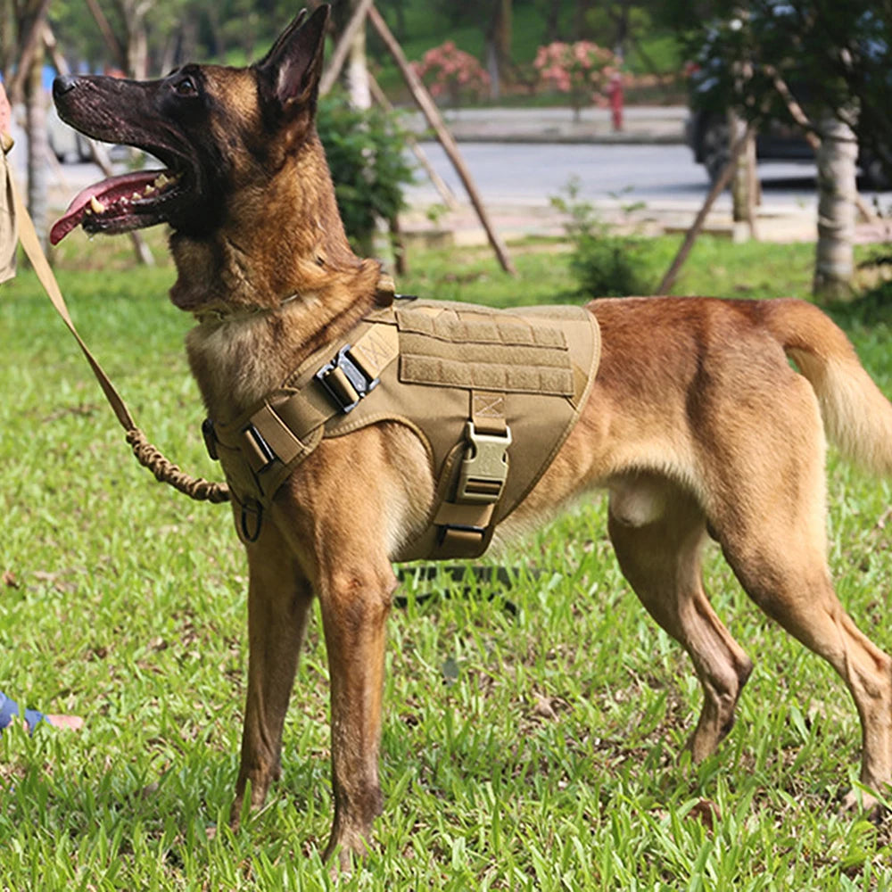 Large Dog Harness and Leash Set