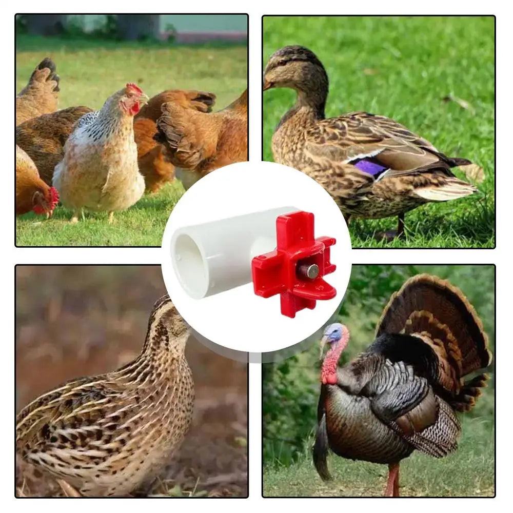 Chicken Water Cups For Poultry