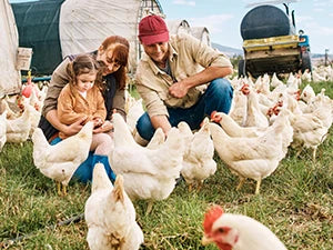 Large Chicken Coop