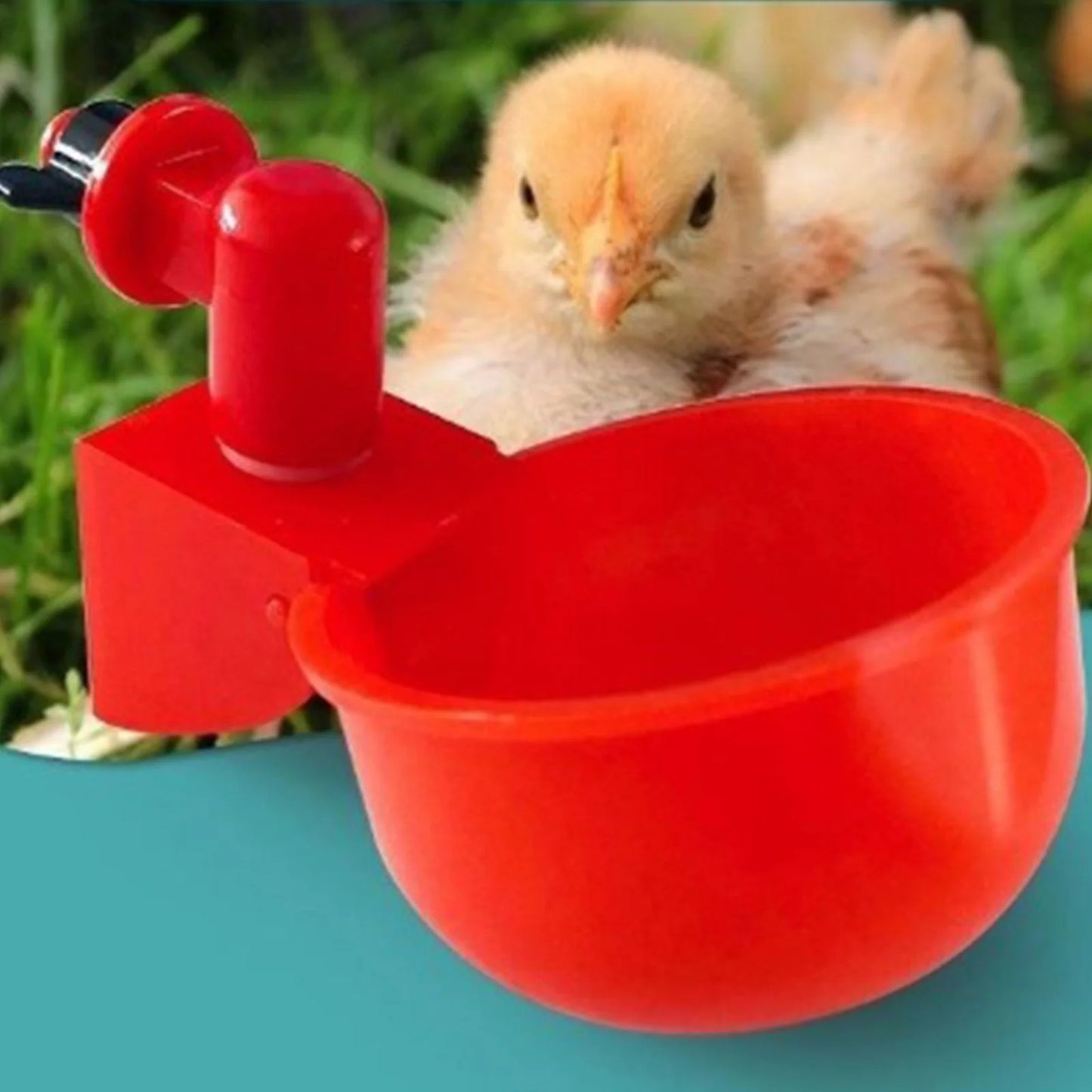 6pcs Poultry Feeder Drinker