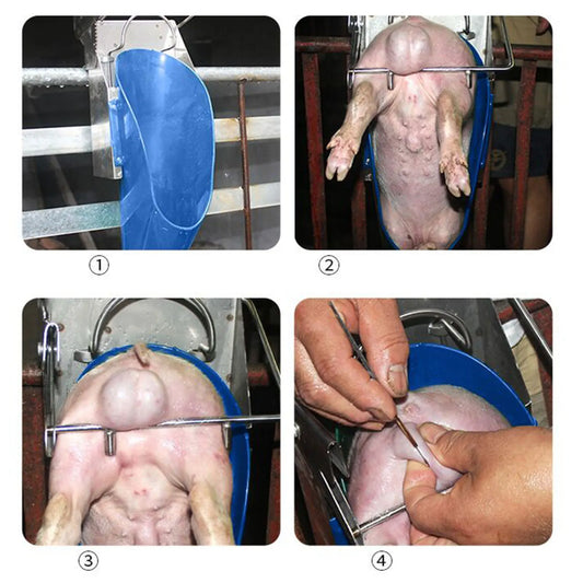Veterinary Pig Castration Rack