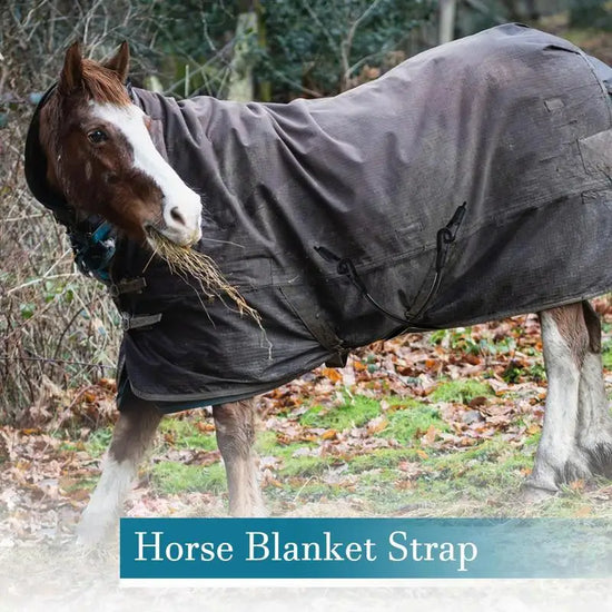 Horse Blanket Sheet