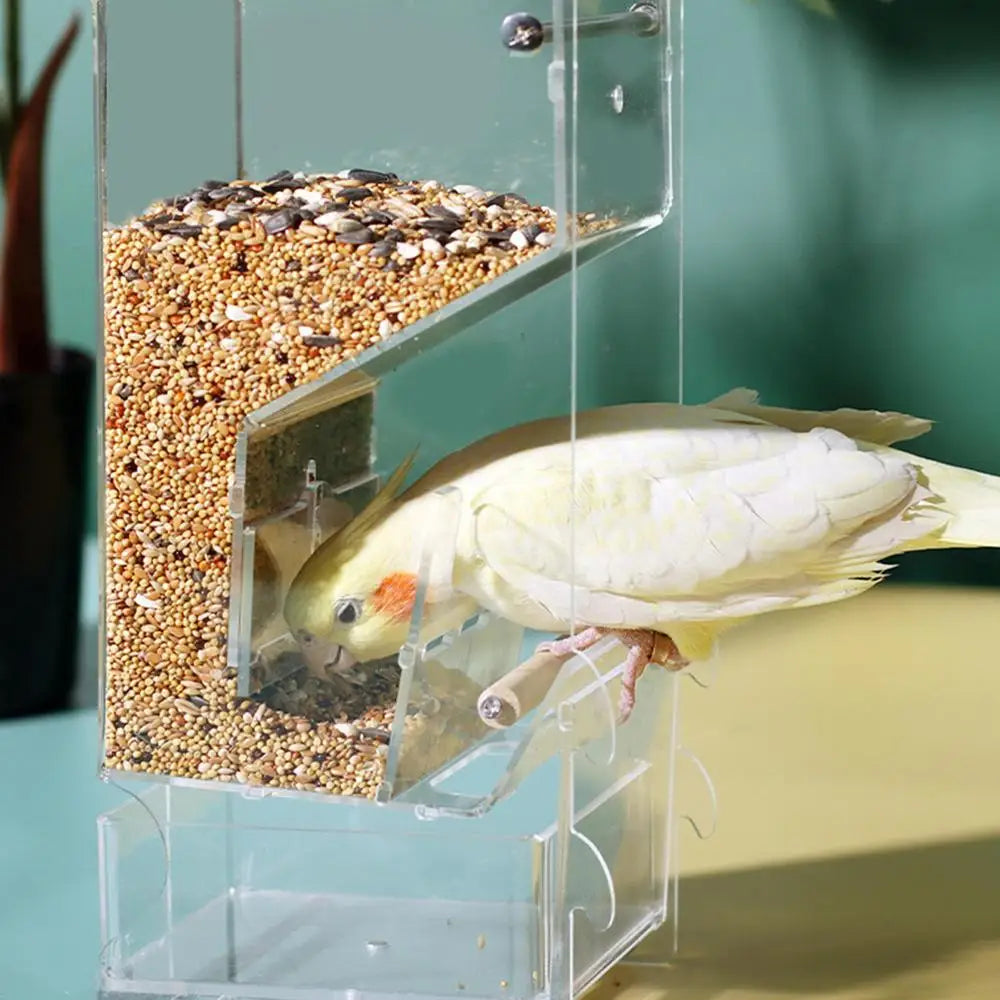 Parrot automatic feede