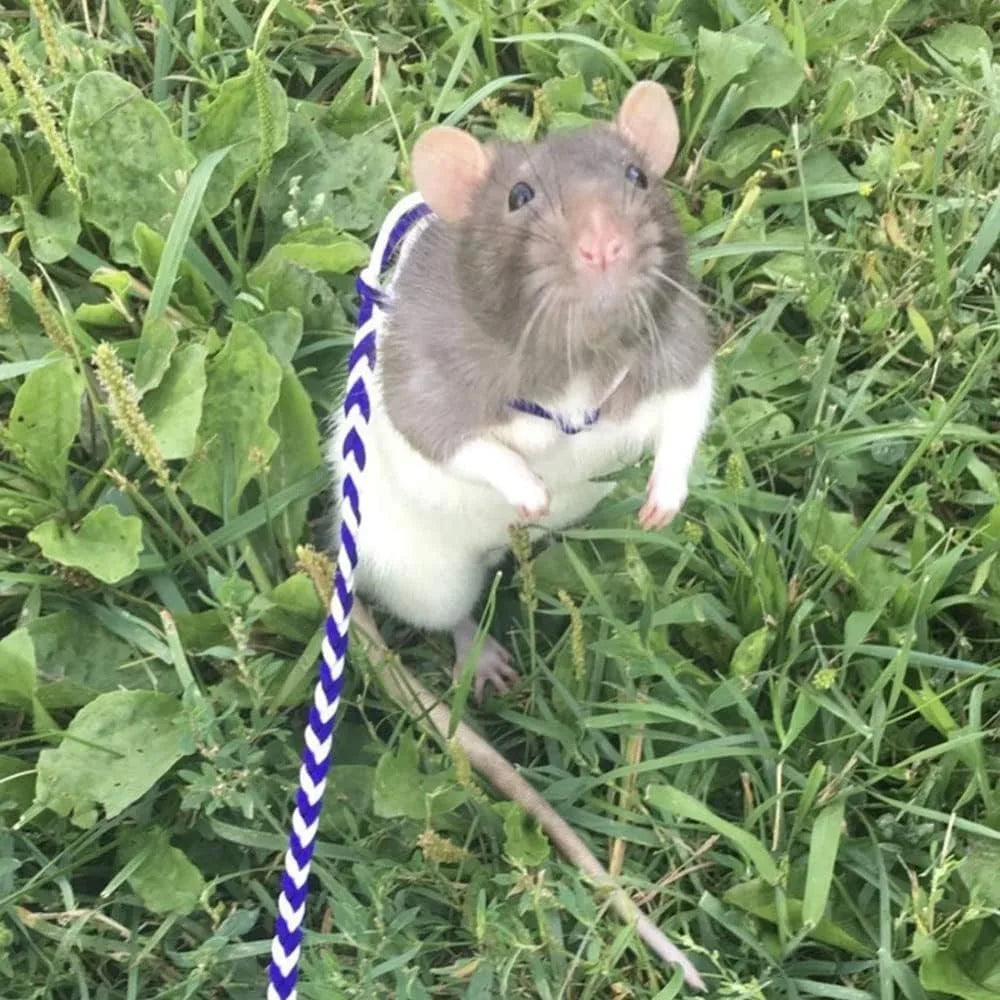 Adjustable Rat Leash Hamster Leash