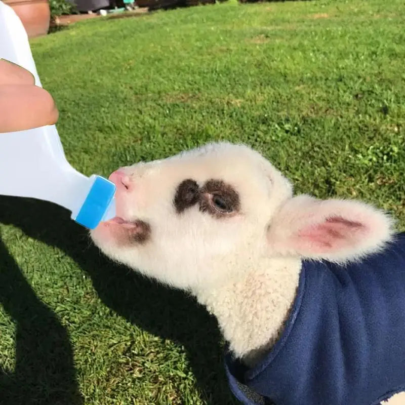 Lamb Feeding Bottle