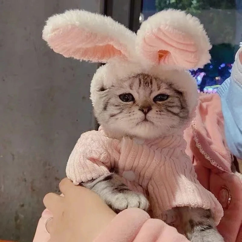 Warm Winter Clothes for Kittens