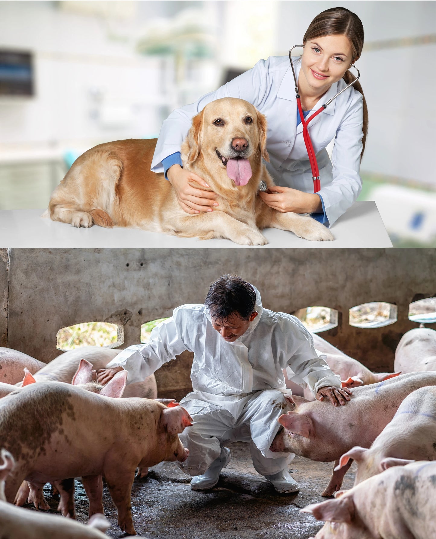 Portable Veterinary Ultrasound Scanner