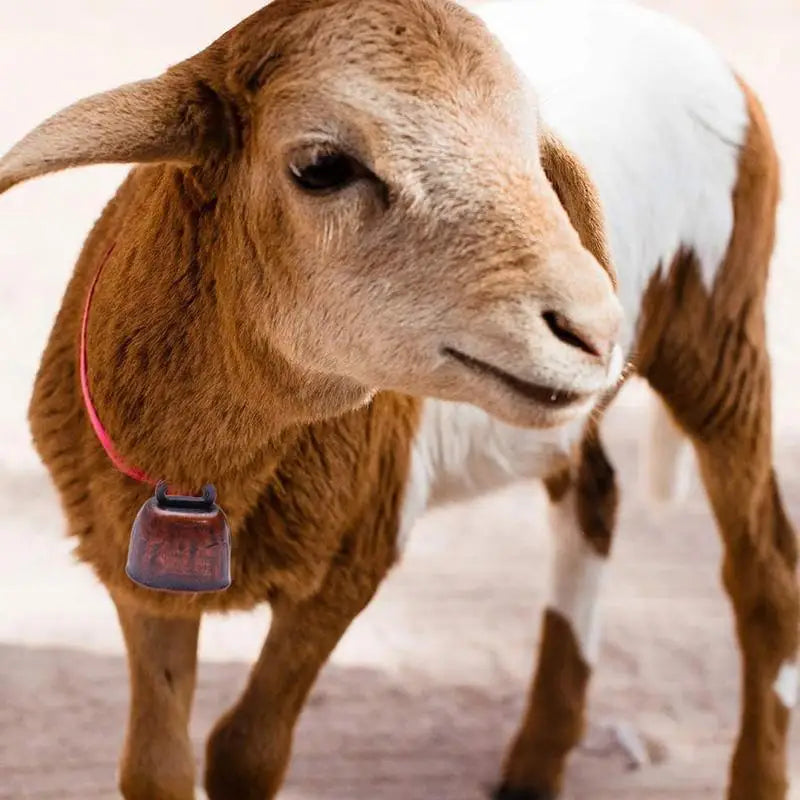 Farm Cow Grazing Bell
