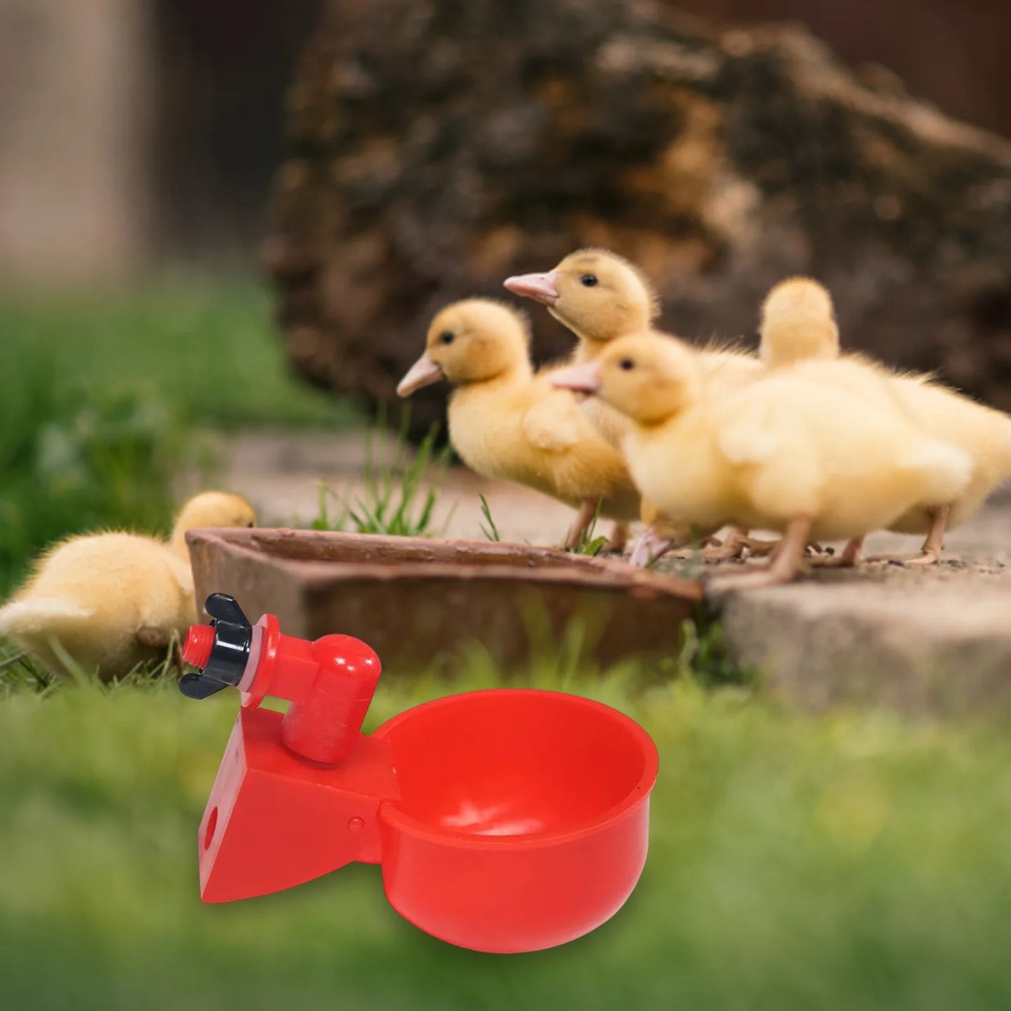 6pcs Poultry Feeder Drinker