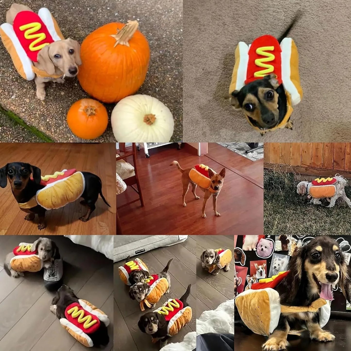 Funny Halloween Dog Costumes