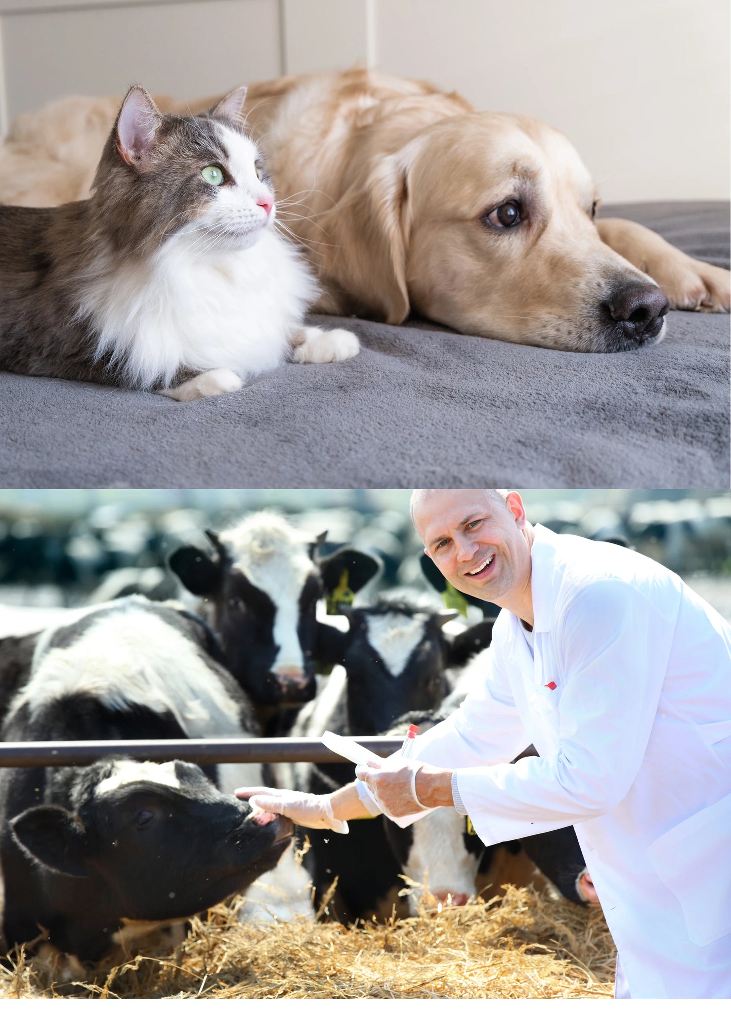 Portable Veterinary Ultrasound Scanner
