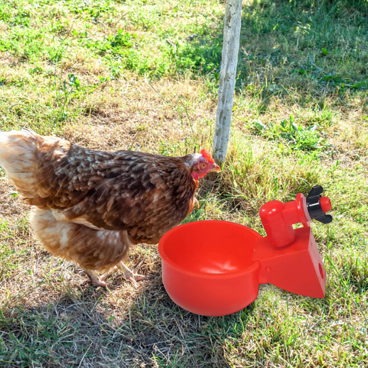 6pcs Poultry Feeder Drinker