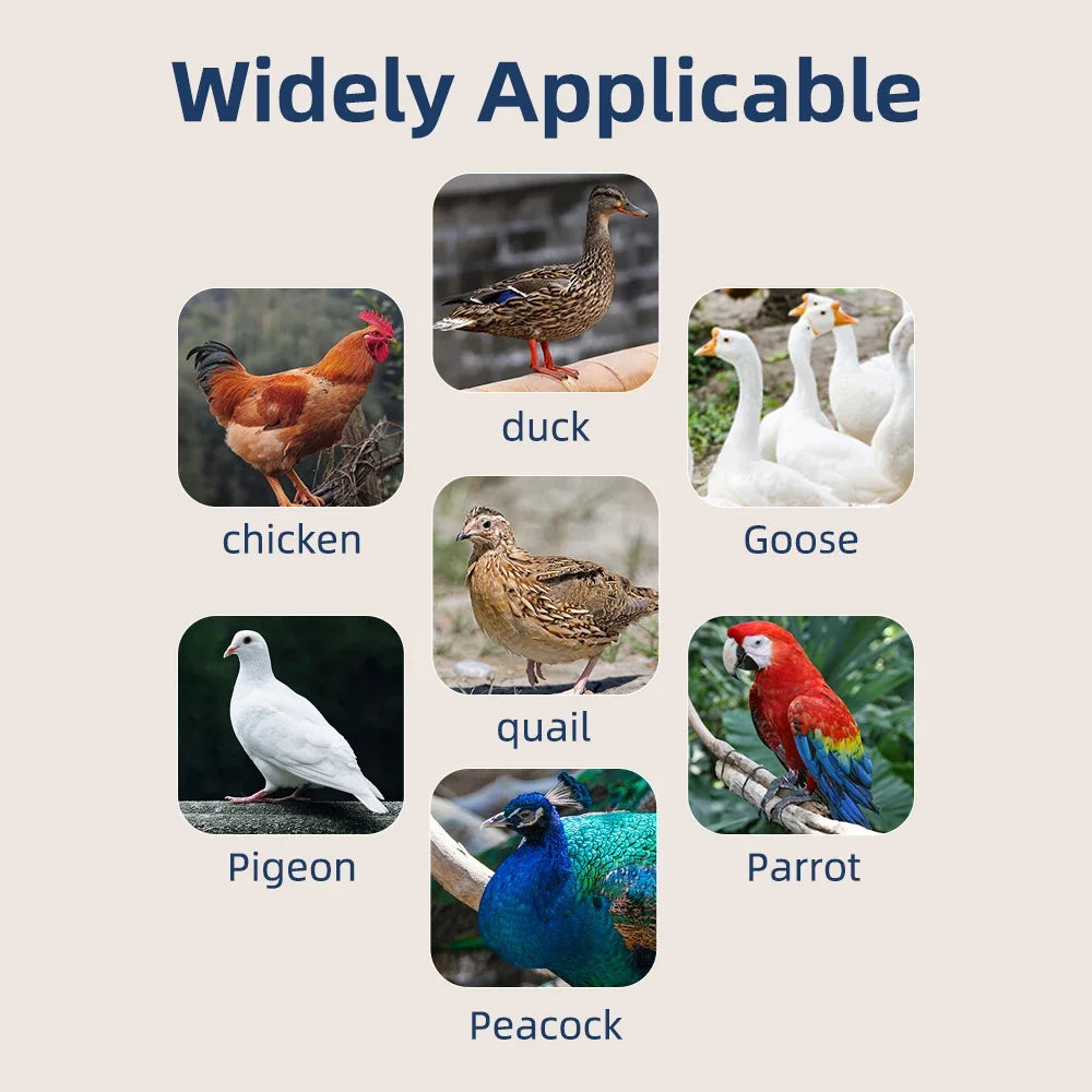 64/6 Chicken Duck Quail Egg Incubator